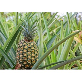 Unbranded Pineapple Plant - 'Sugar Loaf' - Live Plant