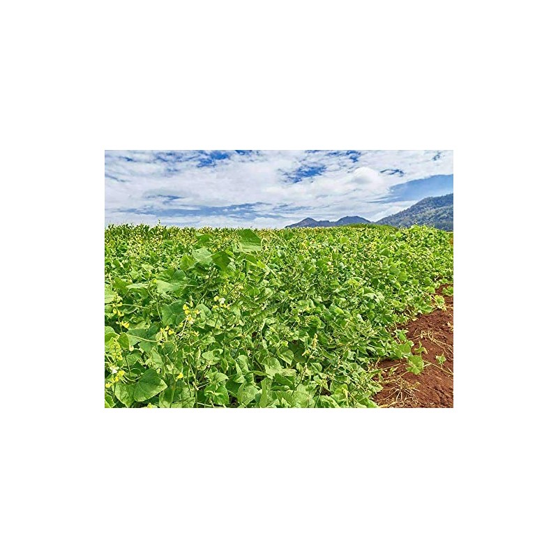 Lablab Food Plot Seed (25 Lbs.)