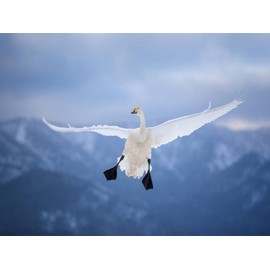 CALVENDO Puzzle Whooper Swan 1000 Pieces 64 x 48 cm from MaVo Tier- und Naturfotografie