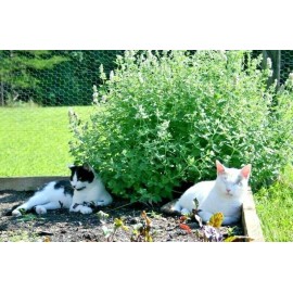 Mai's Family Catnip Seeds 1000+ Herb Perrenial Garden NON-GMO USA FREE SHIPPING - 1000+ Seeds