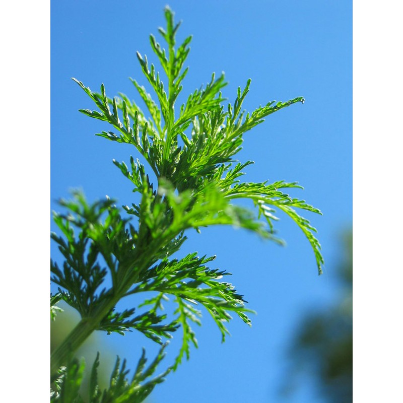 Herb Pharm Certified Organic Artemisia Annua (Sweet Annie) Liquid Extract