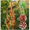 100 Curly/Yellow Dock Seeds Rumex crispus Fresh