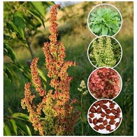 100 Curly/Yellow Dock Seeds Rumex crispus Fresh