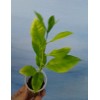 Unbranded Organic Lemon Tree Seedling 7+inch tall Starter Plant
