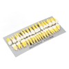 1:1 Scale Permanent Tooth Model 32pcs Dual Colors Permanent Resin