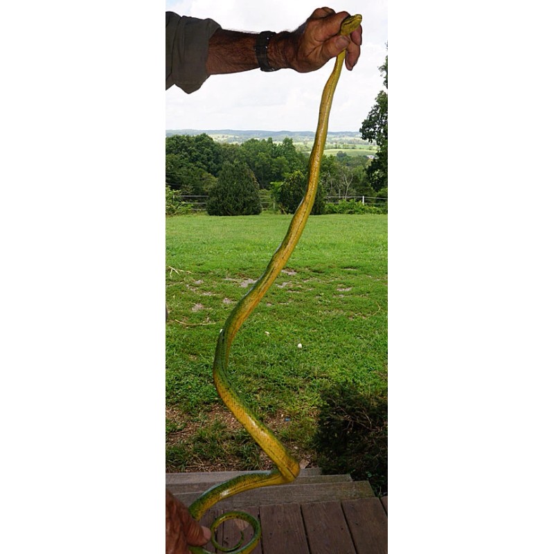Large Realistic Green Snake Replica - Rubber
