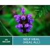 Southern Seeds Self Heal (Heal All) - Heirloom Seeds -