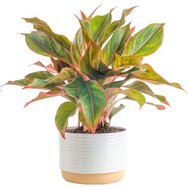 Costa Farms Chinese Evergreen, Red, Easy to Grow Live Indoor Plant Aglaonema, Houseplant Potted in Indoors Garden Plant Pot, Potting Soil Mix, Gift for New Home, Office, or Home Décor, 1-2 Feet Tall