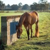 Horse Scratching Post Pad 2-Pack, Dog Scratch Pad, Cow Scratching
