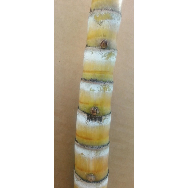 Unbranded 1 Sugar cane stick with 5 nodes for planting