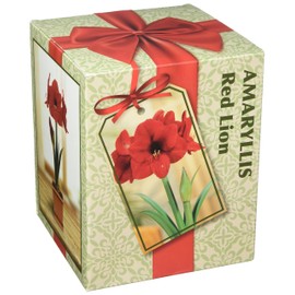 Amaryllis Growing Kit. Includes: Big Red Lion Bulb, Plastic Pot and Saucer, and Professional Growing Medium