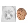 Vevor Cerebro Humano Modelo Anatomico Desarmable 9 Piezas