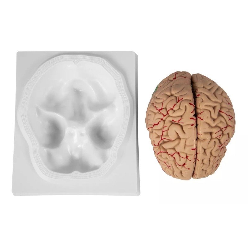Vevor Cerebro Humano Modelo Anatomico Desarmable 9 Piezas