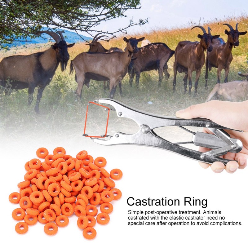 100Pcs Rubber Elastic Sheep Cow Pig Tail Castration Pliers Rings