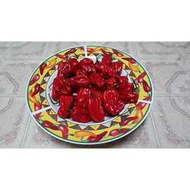 Arroz Con Pollo Pepper 10+ Seeds