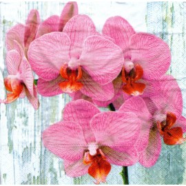 (2) Two Paper Lunch Napkins for Decoupage/Mixe