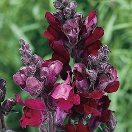 Park Seed Black Prince Snapdragon Seeds