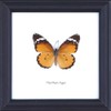 The Plain Tiger Butterfly (Danaus chrysippus) | Framed Beautiful Butterfly
