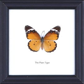 The Plain Tiger Butterfly (Danaus chrysippus) | Framed Beautiful Butterfly Wall Decor | Unique Taxidermy Collectables | 12 x 12 cm