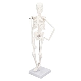Mini Modelo de Esqueleto de 45 Cm, Estructura ósea del Cuerpo Humano de PVC con Articulaciones Móviles para Estudiantes de Medicina, Quiroprácticos y Fisioterapeutas