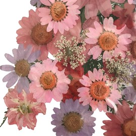 MiDoRi North Pole Lace Flower Leaves Pink Red Purple Pressed Flowers Dried Flower Set Large Small Mixed Size 9 Types