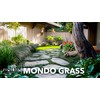 Dwarf Mondo Grass | 30 Live Plants | Ophiopogon Japonicus