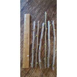 Mulberry THAI DWARF MULBERRY - CUTTINGS (5)