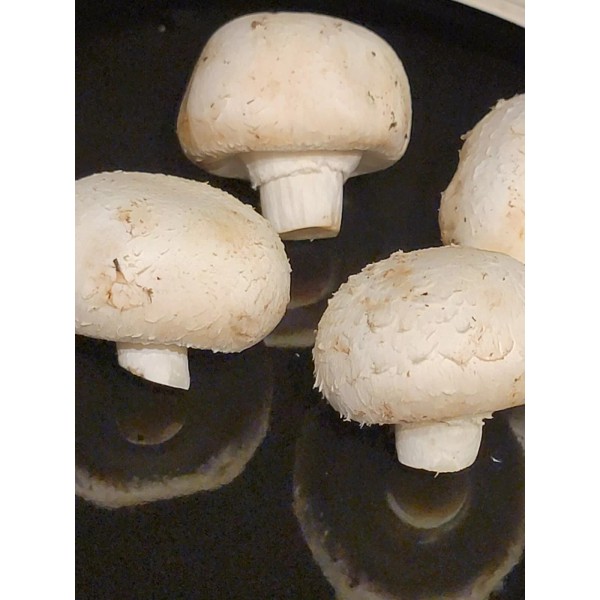 ShowMe White Button Mushroom Agaricus bisporus Liquid Culture Syringe 10+