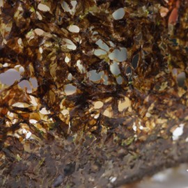 JKC Wando Stone Seaweed (Traditional Support Type) 20 Sheets Clean Sea Rough Surface Delicate Flavor Shine