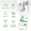 PVL 100% Pure Creatine - Creatine Monohydrate Micronized Powder -