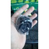 Frenkit Brembo Evo 5 6 7 8 9 X Rapair
