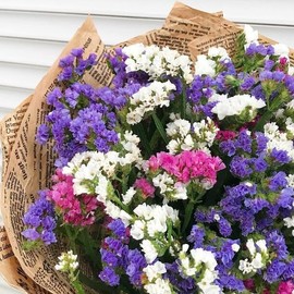 FUN AND GROW SEEDS: Seeds California Sea Lavender Mix Seafoam Statice Marsh Rosemary Annual Flowers