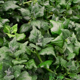 Outsidepride New Zealand Spinach - 200 Seeds
