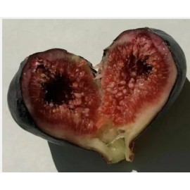 Chandelier Craft & Gardening Black Mission Fig Fruit Tree Twig Cutting 10" for Propagation (Ficus Carica) - One-Piece Cutting