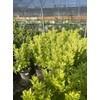 Florida Sunshine Anise (Illicium parviflorum 'Florida Sunshine')