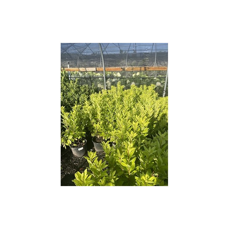 Florida Sunshine Anise (Illicium parviflorum 'Florida Sunshine')
