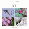SHIKIORI 16-0601-204 Sailor Fountain Pen, Oil-based Ballpoint Pen, Impala