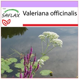 SAFLAX - Common Valerian - 200 Seeds - Valeriana officinalis