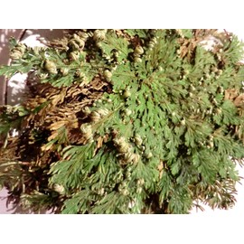 Jericho Flower, Rose of Jericho, Resurrection Flower, Selaginella Lepidophylla, Dinosaur Fern Miracle, with Free Manifesting Stones. Attract Love, Money, and Positivity
