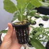 KH866 50 Pack 2 Inch Heavy Duty Net Pots with