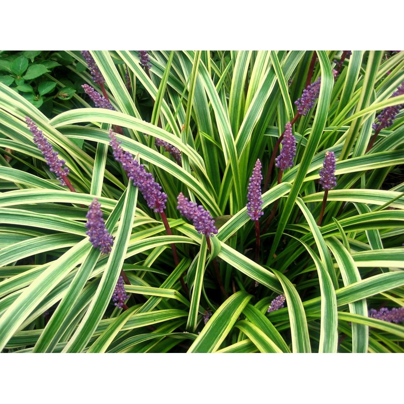 Variegated Liriope | 3 Live Bare Root Pips | Liriope