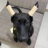 1 Pair Dog Ear Stand Sticker Up Support Tool, Dog