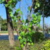 Artificial Rattan Tree Vines with Creeper Leaves Climbing Ivy Branches