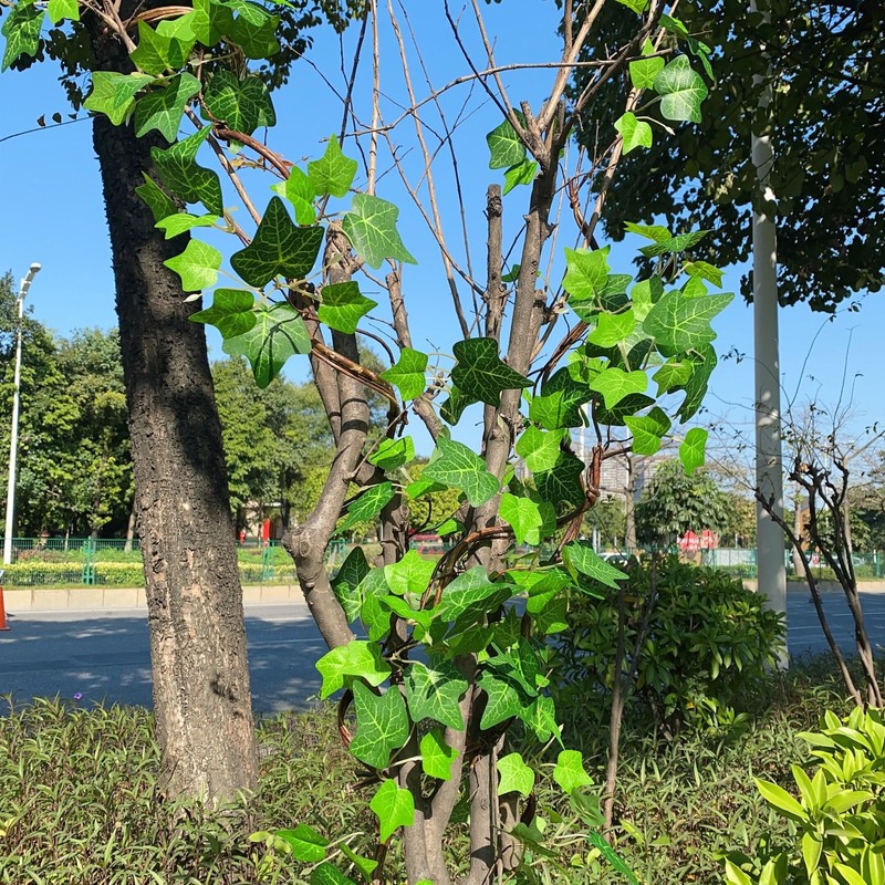 Artificial Rattan Tree Vines with Creeper Leaves Climbing Ivy Branches