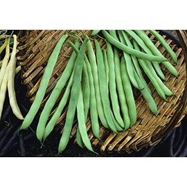 Dirt Goddess Super Seeds ~ Provider Bush Bean Seeds (1/2 Lb) Bulk Non GMO