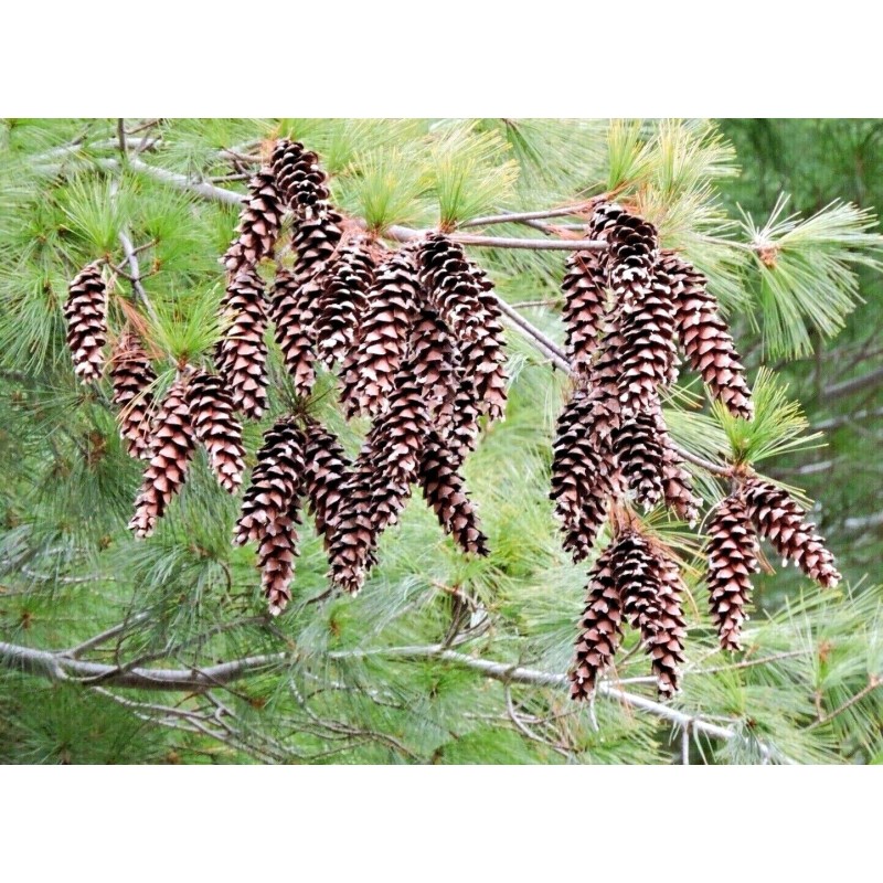 Unbranded Eastern White Pine Cones Natural Pinecones DIY Decor Project