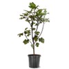 Generic LSU Purple Fig Tree, Reliable Prolific Producer, Vigorous Growth,