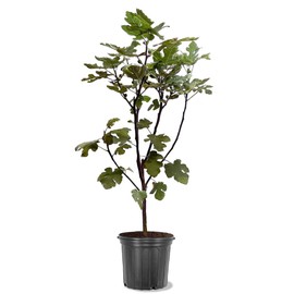 Generic LSU Purple Fig Tree, Reliable Prolific Producer, Vigorous Growth, Multiple Crops, Excellent Flavor, 5 gal, Nursery Pot