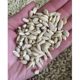 70 Seeds Lemon Trees Dwarf Lemon Bonsai. Perfume Lemon All-in-One Citrus Tree for Patio