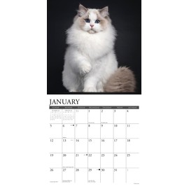Willow Creek Press Cats Monthly 2025 Wall Calendar (12" x 12")